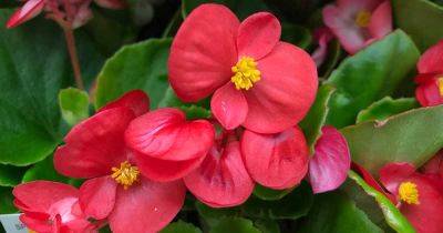 How to Overwinter Begonias