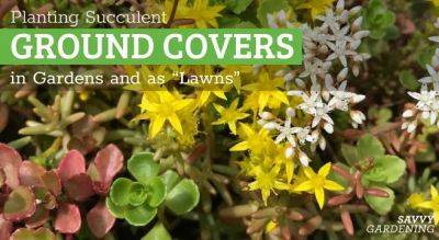 Succulent Ground Cover Options for Gardens