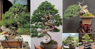 31 Best Shohin Bonsai Tree Pictures | Chinese Elm Shohin Bonsai