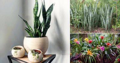 How Your Favorite Houseplants Look Like in the Wild