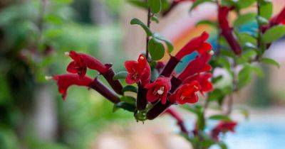 How to Grow and Care for Lipstick Vines