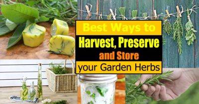 Best Ways To Harvest, Preserve & Store Your Garden Herbs