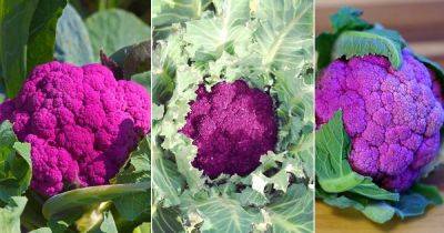 18 Types of Purple Cauliflower Varieties for the Garden