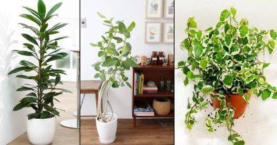 8 Types of Indoor Ficus Plants | Best Ficus Trees for Home