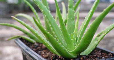 How to Transplant or Repot Aloe Vera in 3 Simple Steps