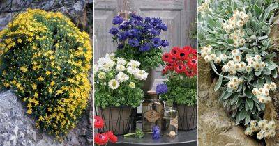 22 Stunning Greek Flowers for Garden and Home