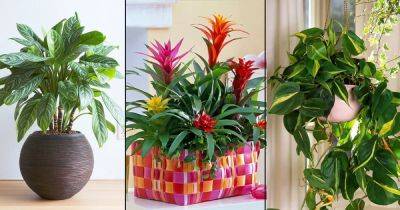 12 Affordable Houseplants You Can Get So Cheap! Even Free!