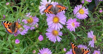 How to keep butterflies all aflutter in your garden and beyond