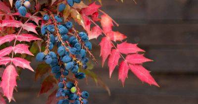 How to Grow and Care for Oregon Grape Holly