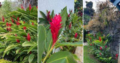 How to Grow Red Ginger Plant Easily
