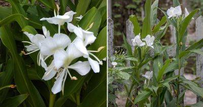 Cuba National Flower Information and Growing Tips