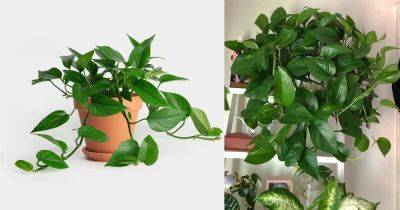 How to Grow Jade Pothos | Growing Epipremnum aureum 'Jade'