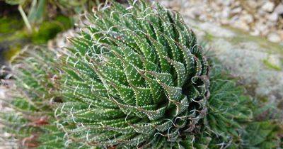 How to Grow and Care for Lace Aloe