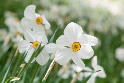 Spring bulbs for containers, beds and meadows