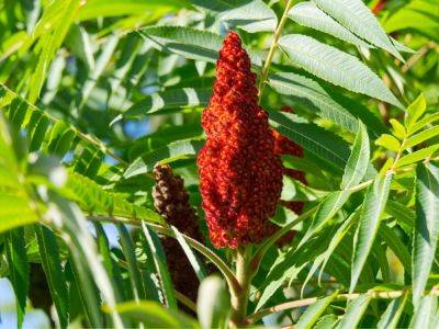 Edible Staghorn Sumac: How To Harvest & Eat Sumac