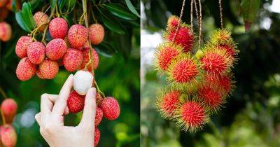Lychee vs Rambutan | Difference Between Rambutan and Lychee