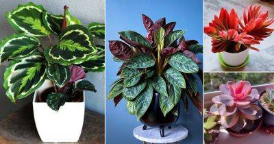 24 Beautiful Ombre Houseplants that You Must Not Miss