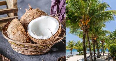 Is Coconut a Fruit Or Nut? Find Out!