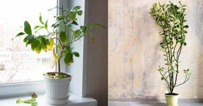 Quick Checklist to Revive Your Dying Houseplants
