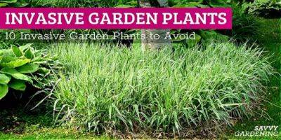 Invasive Garden Plants: 10 Shrubs, Perennials, and Vines to Avoid