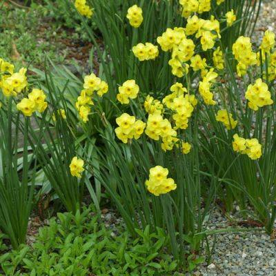 Spring-Blooming Bulbs for Challenging Soils and Dry Climates