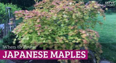 When to Prune Japanese Maple Trees and How to Do It Right