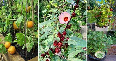 25 Best Edible Vines to Grow in Containers & Gardens