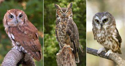 12 Common Owls in Maryland