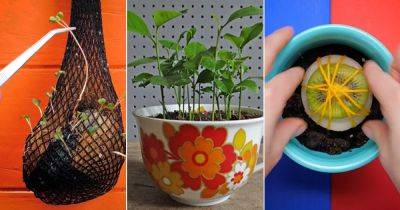 10 Unbelievable Ways to Grow Tropical Fruits