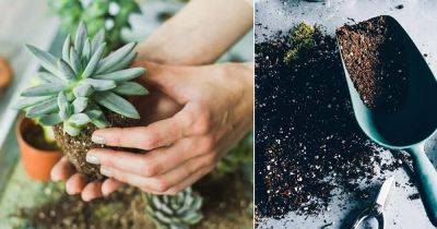 Best Soil For Succulents | Succulent Soil Recipes