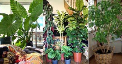 31 Stunning Pictures of Tall Tree Like Houseplants