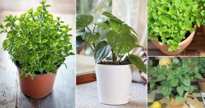 13 Herbs You Can Grow for Cough and Cold