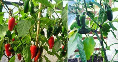 How to Grow Jalapeños in Pots | Jalapeño Plant Care
