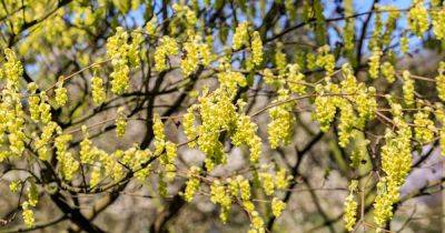 How to Grow and Care for Winterhazel