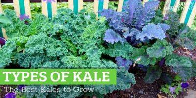 Types of Kale: 14 of the Best Kales to Grow
