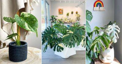 How to Grow Thai Constellation Monstera Indoors
