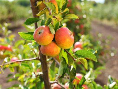 Fruit Trees That Grow Fast (And Produce Fast)