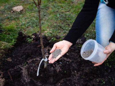 Are You Using The Best Fertilizer For Your Fruit Trees?