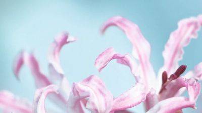 Why nerines are the perfect flower for autumn | House & Garden