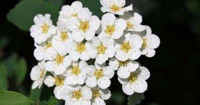 How to Grow and Care for Birchleaf Spirea Shrubs