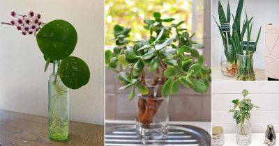 10 Plants for the Home Office You Can Grow in Water