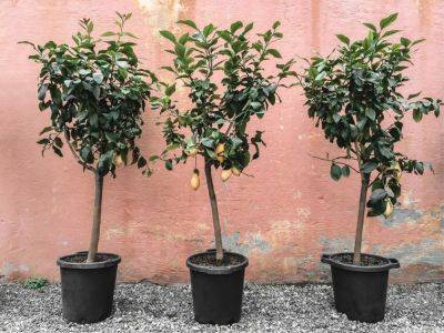 Small Fruit Trees That Are Perfect For Home Orchards