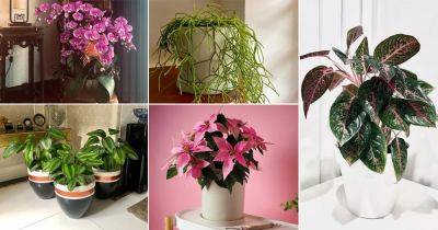 100 Wishlist Indoor Plants from Instagram