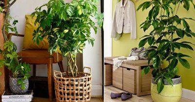 Schefflera Plant Care Indoors | Growing Umbrella Plant