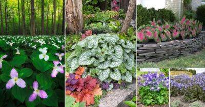39 Outdoor Plants That Grow Without Sunlight