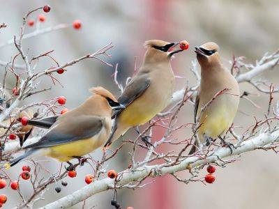 Garden birds to spot in winter