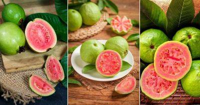 9 Best Red and Pink Guava Varieties