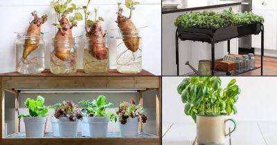 15 Indoor Vegetable Garden Ideas | Best Vegetables You Can Grow Indoors