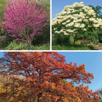 8 Gardening Pros Pick Their Favorite Must-Have Trees