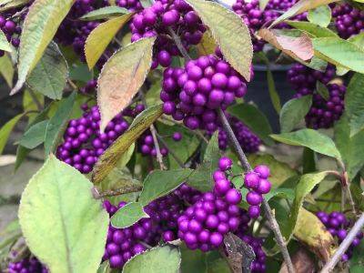 Brian Minter: Colourful plants to add to your fall garden